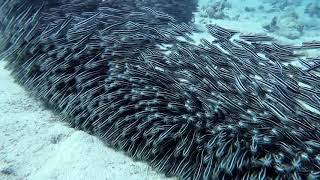 Striped eel catfish [upl. by Medea547]