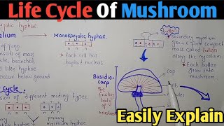 Life Cycle Of Mushroom Agaricus Or Basidiomycota In Urdu Hindi [upl. by Rehpitsirhc]