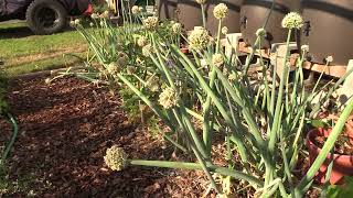 How to Harvest Onion and Garlic Seeds [upl. by Halonna]