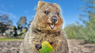 Quokka Eating A Leaf Compilation  Animal ASMR  Quokka Sound Vertical [upl. by Annaya]