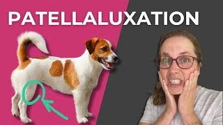 Patellaluxation beim Hund  Erkennen  Verstehen  Behandeln [upl. by Etnuahc]