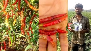 How to control Fungicide and Insecticide in Chillies crop  Best Remedy of Black spots on Chillies [upl. by Llenal389]