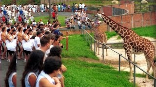 TOUR ZOOLÓGICO DE CURITIBA PARANÁ BRASIL [upl. by Holbrooke]