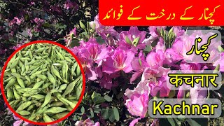 Introduction of Kachnar  کچنار  Kachnar  कचनार  Camels Foot Tree  Bauhinia variegata [upl. by Lj]