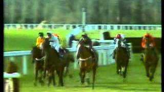 Horse Racing 1984 Timeform Chase Haydock Forgive N Forgetavi [upl. by Nerad737]