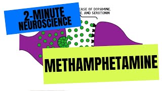 2Minute Neuroscience Methamphetamine [upl. by Elletnwahs392]