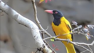 orioles birds rarebirds mandarmanibeach sighting kolkata [upl. by Soelch804]