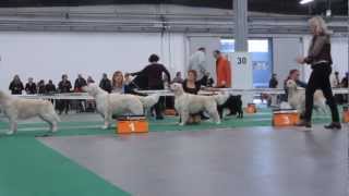 CACIB Kielce 2012  Golden Retriever [upl. by Gavrielle]