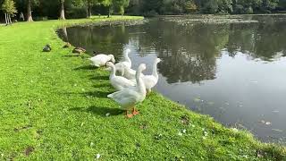 White goose family Beautyofnature7440🦢🦢🦩 [upl. by Nepsa]