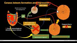 corpus luteum formation and regression [upl. by Arihsaj]