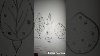 BotanyCitrus canker practical shortsviral trending shortsfeed youtubeshorts youtube botany [upl. by Enelyam]