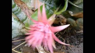 Dividing a large clump of Aechmea Fasciata Bromeliadand Potting [upl. by Watters]