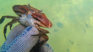 PESCA DE CANGREJOS EN EL RIO quotquotBUENOS EJEMPLARESquotquot [upl. by Eissirhc]