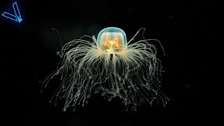 The Strange But Incredible Immortal Jellyfish [upl. by Meil]