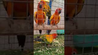 Sun Conure bird price 15000 [upl. by Oicul]