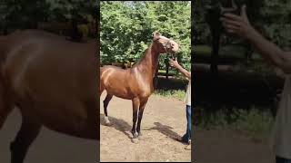 Akluj horse market stallion horse [upl. by Eden]