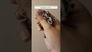 This woman adopted two newborn orphaned sugar gliders and then animalshorts shortvideo [upl. by Eetsirhc]