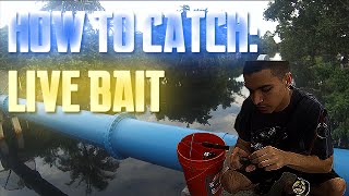 How to Catch Live Bait SnookTarponPeacock Candy Part 1 ᴴᴰ [upl. by Elene]