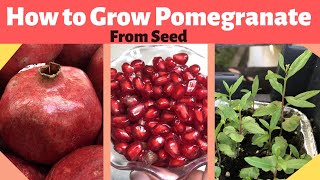 How to Grow Pomegranate from Seed [upl. by Akeim82]