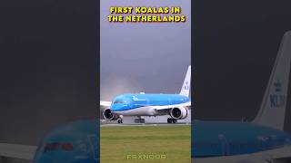 First Koalas in the Netherlands Arrival shorts aviation [upl. by Ramah]