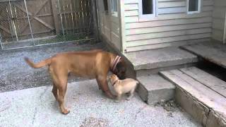 Bullmastiff Puppies 8 weeks old [upl. by Ainel]