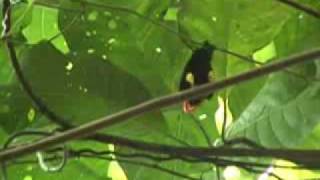 Red Cap Manakin Moonwalk [upl. by Nylarahs577]