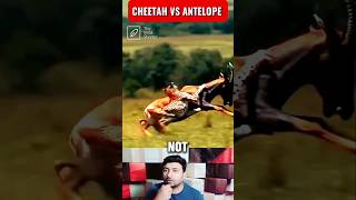 Cheetahs vs Springboks Antelopes  Wild Africa  Shorts Video [upl. by Donaldson]