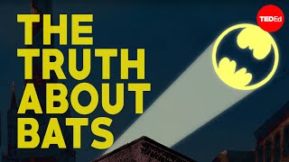 The truth about bats  Amy Wray [upl. by Lemmuela219]