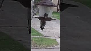 Hanging around Woody Woodpecker hanging on while eating seeds 2024 shorts [upl. by Magdau]