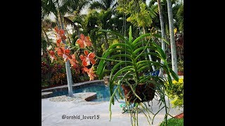 Vanda Orchid Care for Beginners Watering and Fertilizing Vanda Orchids Orchid Diva [upl. by Erialc]