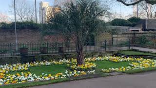 Butia Capitata Pindo Palm Growing in London [upl. by Spiros]