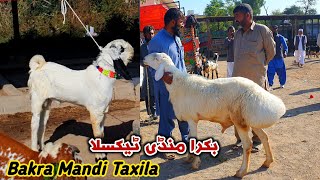 Friday Bakra Mandi Taxila Latest Update 3 November 2023 [upl. by Finnigan]