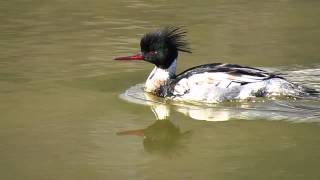 Redbreasted Merganser [upl. by Sedaiuqlem770]