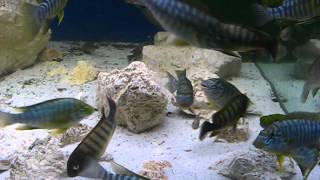 Petrochromis famula moliro and Petrochromis macrognathus katete [upl. by Valsimot968]