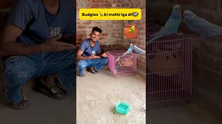 Budgies 🦜ki matki lga di🪺 petlover pigeon minivlog budgieslovers kabutar budgiesfam birds [upl. by Zingg]