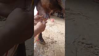 teat fibrosis in cow ytshorts cow ytshortsindia youtubeshorts animals ytshortfeed [upl. by Reichert835]