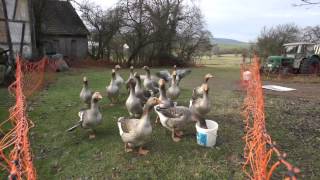 Gans auf der Weide in Idstein  geese  skyvistaworld [upl. by Lenox]