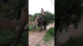 my home town  elephant in Siwan  explore the nature  handanadav [upl. by Hallsy]