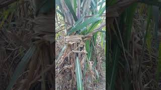 Sugarcane variety 95farming sugarcane vareity khetibadikesehotihai shortvideo [upl. by Ttayw]