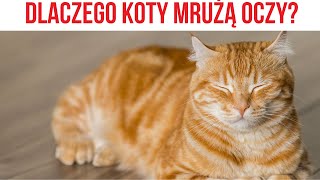 CZEMU KOTY MRUŻĄ OCZY [upl. by Krug]