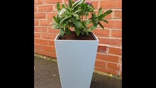 Lechuza Self Watering Planter Review [upl. by Taylor]