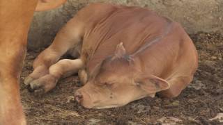 Causas de la infertilidad en las vacas  La Finca de Hoy [upl. by Ahsineb327]