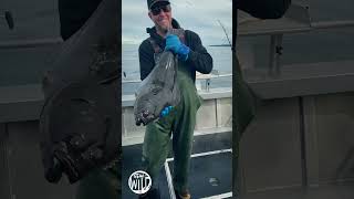 The Most Epic Halibut Fishing Adventure in Homer Alaska [upl. by Nicolette]