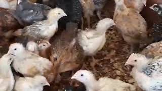 Dual Purpose Chickens Kuroliers Sussex and Sasso for sale Living Hope Mixed Farm 256774029103 [upl. by Anthe]