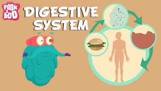 Digestive System  The Dr Binocs Show  Learn Videos For Kids [upl. by Eidnew]