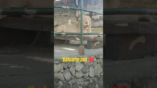 baluarte zoo short shorts [upl. by Essile763]