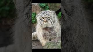 Pallass cat manul unhappy face😼 [upl. by Naitsabes620]