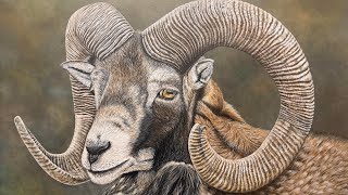 Finished I finished my bighorn sheep painting quotMr Majesticquot today Acrylic on canvas 80x60cm [upl. by Wsan]