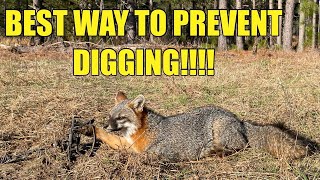 HOW KEEP FOXES FROM DIGGING UP YOUR TRAP [upl. by Oleic]