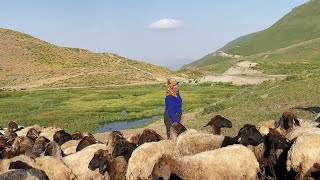 Bave Muhammed  Baxçe Gula 💐 KÜRTÇE ŞARKI MÜZİK  Kurdish folk music [upl. by Leonhard]